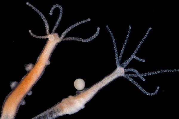 Kraken даркнет что это